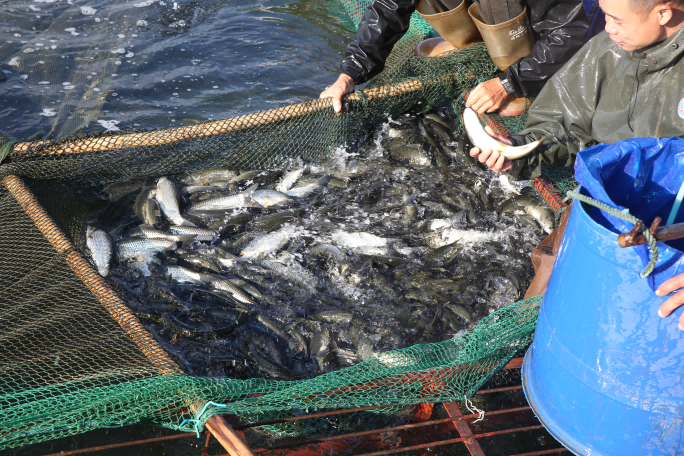 金色豐收季| 漁網(wǎng)收起，金光閃爍！良圻農(nóng)場(chǎng)公司這片水域“藏”著滿(mǎn)塘赤眼魚(yú)